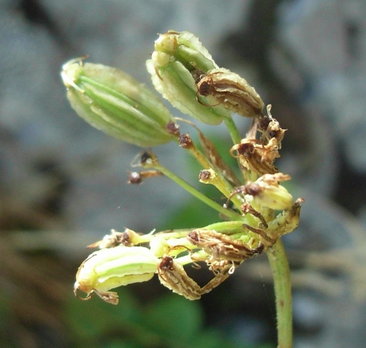 Siler montanum subsp. garganicum (=Laserpitium siler ssp.garagnicum)